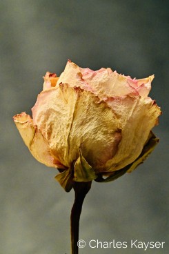 KPL 220703-Rose 9